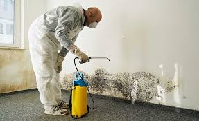 Best Mold Odor Removal Services in Norfolk, VA